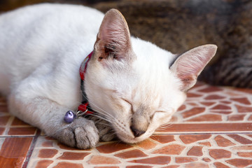 cat sleeping