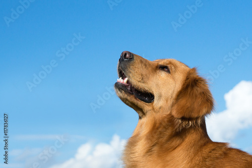 Golden retriever guarda il cielo