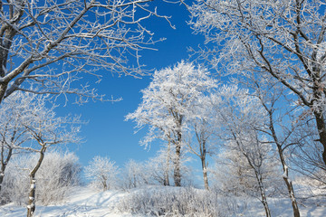 the trees are covered with snow and hoar frost.