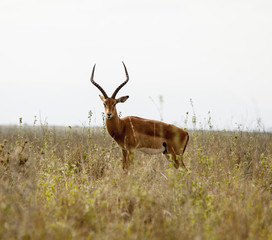 Wild impala in Kenya