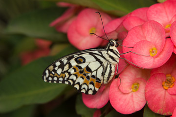 Butterfly on the flower