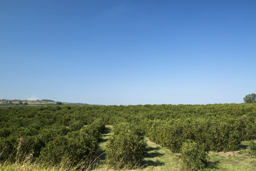 Orange plantations