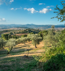 Olive grove, Tuscany - 117836760