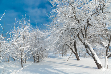 The snowy trees in January