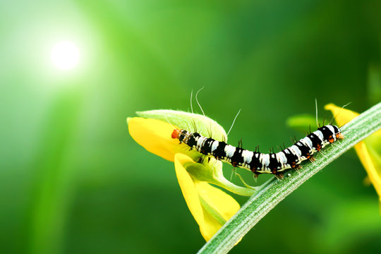 Black and white larva in the Crotalaria juncea field.