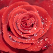 Red rose petals with rain drops closeup. Red Rose.