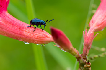 Blue mint beetle sit on the desert rose flower