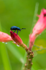 Blue mint beetle sit on the desert rose flower