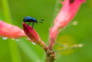 Blue mint beetle sit on the desert rose flower