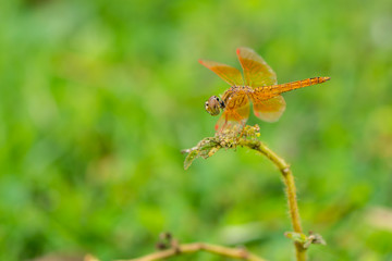 The dragonfly sit on the grass flower