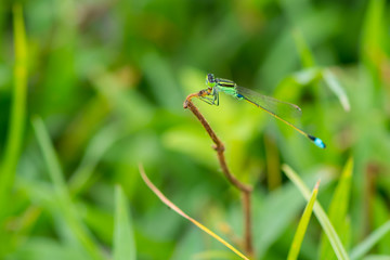 Blue tail dragonfly sit on the grass