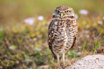 Burrowing Owl standing on the ground