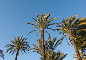 Palm trees and blue sky