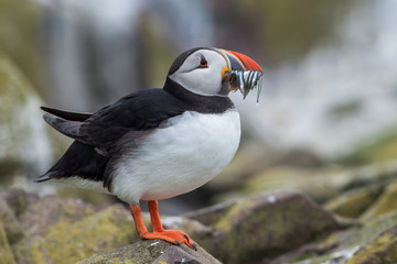 Puffin with many fishes in his beak