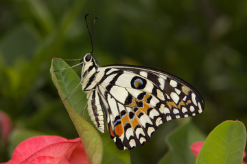 Butterfly on green Leaf