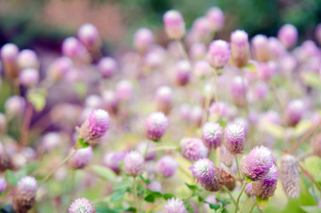 Globe Amaranth Flower with selective focus and blurred backgroun