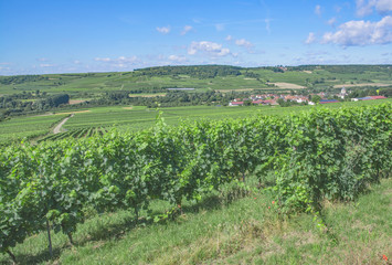 Fototapeta na wymiar Weinort Grosswinternheim bei Ingelheim in der Weinregion Rheinhessen,Rheinland-Pfalz,Deutschland