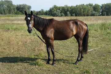 Chestnut (bay) horse with a white spot on his forehead grazing i