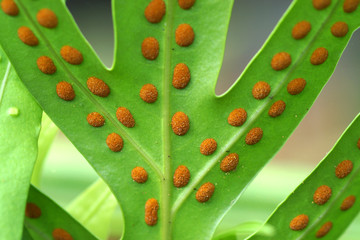 fern spores © noppharat