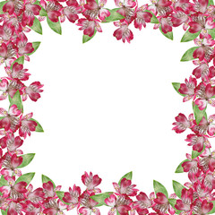 Beautiful floral background with pink alstroemeria 