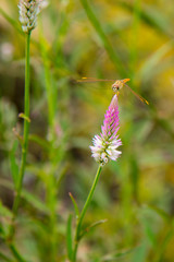 The dragonfly sit on the plumed cockscomb flower