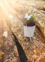 Lavender in a vintage old vase bucket with butterfly on the cutted tree wood, sun shine light