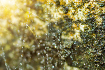 Close-up of cobweb with dew.