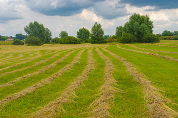 Fototapeta na wymiar Summer landscape with rows of mown hay on a water-meadow in Poltavskaya oblast, Ukraine