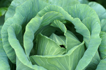 Fototapeta premium close-up of cabbage