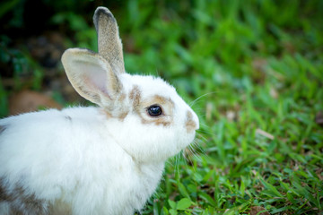 rabbit on green grass