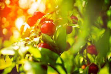 Golden red peach peaches hanging on the tree in the summer sun light