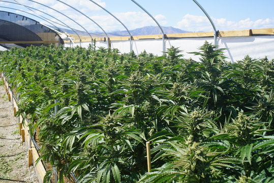 Outdoor Bright Greenhouse Full of Mature Marijuana Plants. Agricultural Farming of Legal Weed