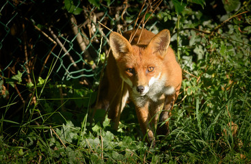 red fox