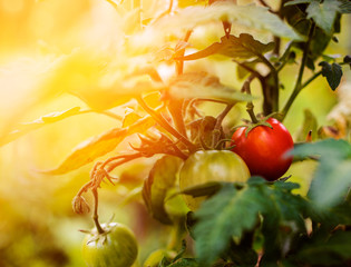 Red and green tomato between leaves in the garden with summer sun light