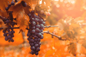 Blue Grape with yellow orange leaves in the sun light nature