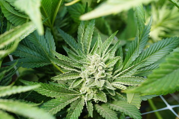 Trichome Crystals Bright White on Marijuana Buds Growing Indoors at a Legal Grow Operation For Recreational Cannabis