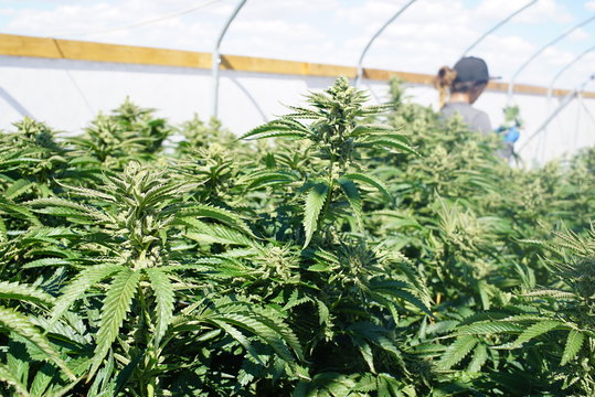 Marijuana Plants Ready For Harvest Grower Clipping Branches of Cannabis Buds in Background