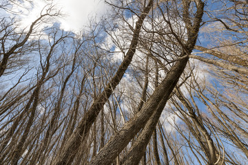 Bare trees in Abruzzo region, Italy