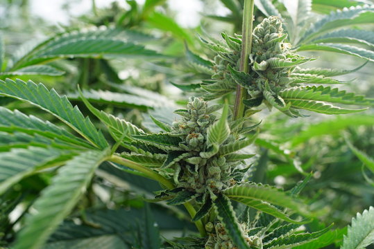 Healthy Marijuana Growing For Use as Alternative Herbal Medicine in a Collective Wellness Garden
