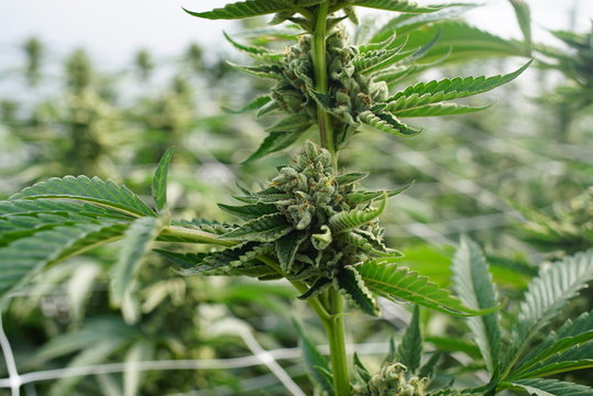 Large Cannabis Indica Marijuana Buds Grow on a Plant in a Commercial Growing Facility