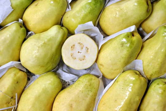 Guave (Psidium guajava) 