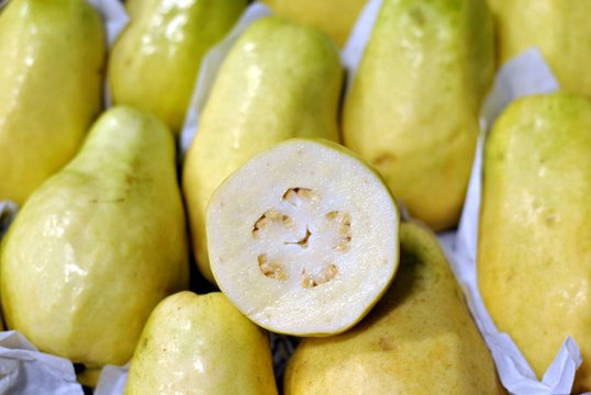 Guave (Psidium guajava) 