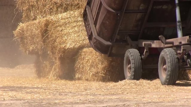 Tractor Trailer Unloads Hay Bales