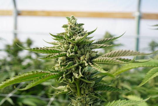 Marijuana Plant With Large Cola