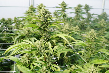 Large Marijuana Plants With Gigantic Colas Ready For Trimming and Curing