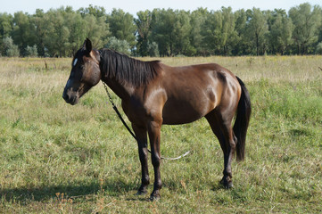 Chestnut (bay) horse with a white spot on his forehead grazing i