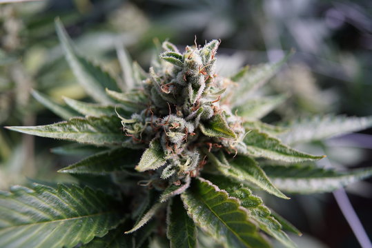 Budding Marijuana Nug - Cola, Calyx, Trichome, and Pistil, and Green Leaf