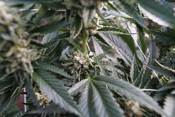 Marijuana Bud Shallow Depth of Field Sharp Focus in a Sea of Green Cannabis Leaves