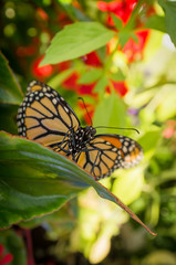 Closeup Monarch Butterfly