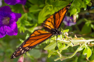 Closeup Monarch Butterfly